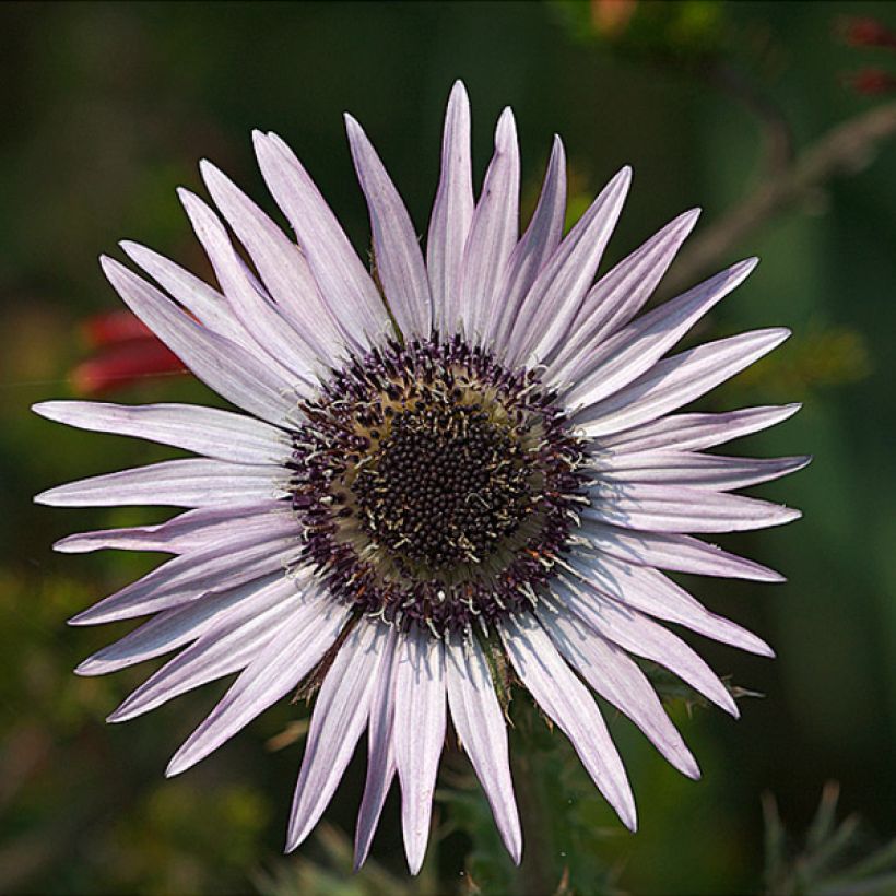 Berkheya purpurea - Südafrikanische Purpurdistel (Blüte)