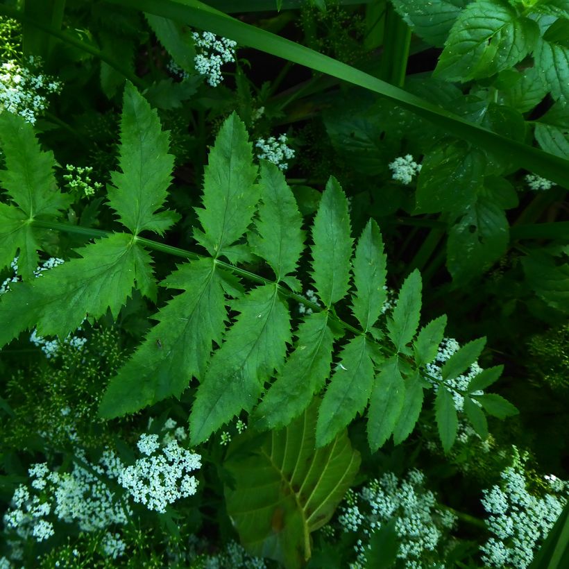 Berula erecta - Aufrechte Berle (Laub)