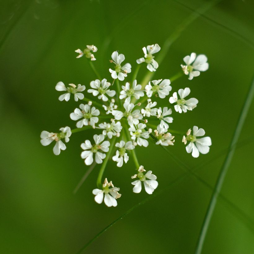 Berula erecta - Aufrechte Berle (Blüte)