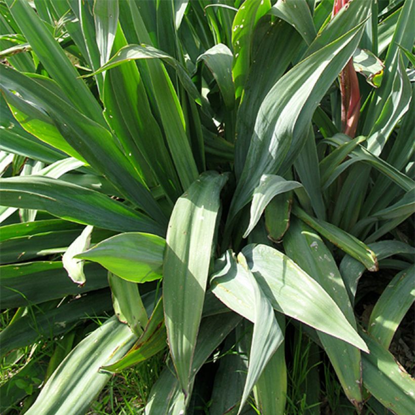 Beschorneria yuccoides - Beschornerie (Laub)