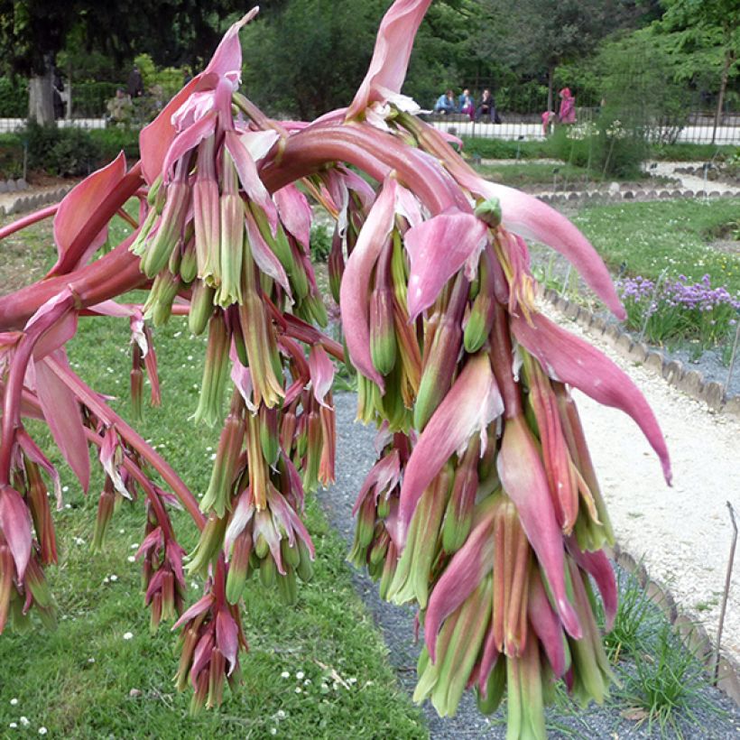 Beschorneria yuccoides - Beschornerie (Blüte)