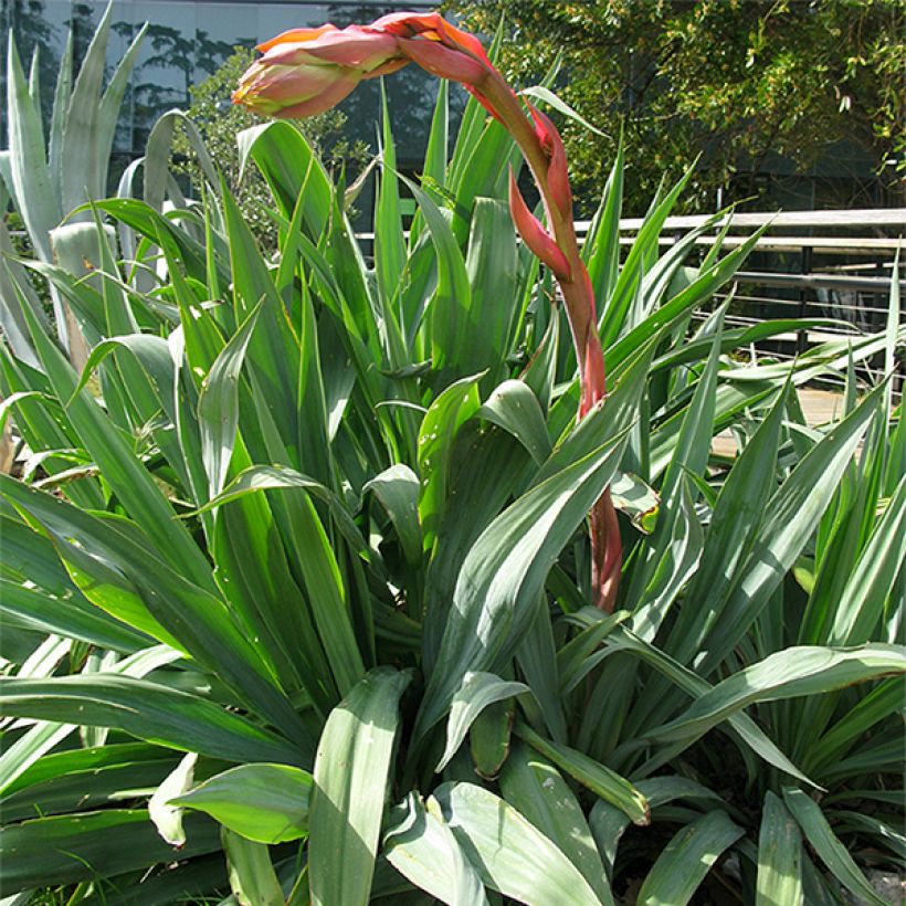 Beschorneria yuccoides - Beschornerie (Hafen)