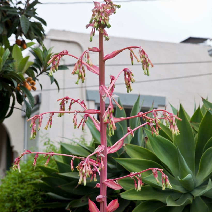 Beschorneria yuccoides Flamingo Glow - Beschornerie (Blüte)