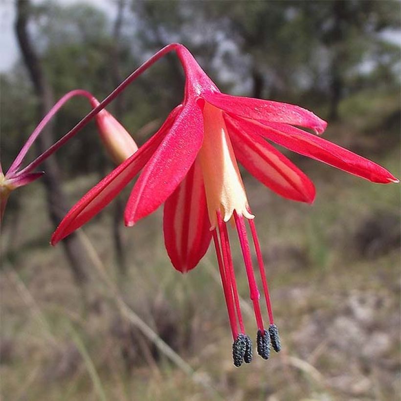 Bessera elegans - Korallentröpfchen (Blüte)