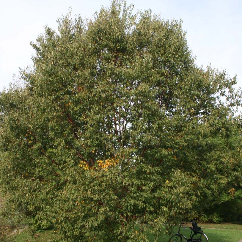 Betula albosinensis Blason - Rote China-Birke (Laub)