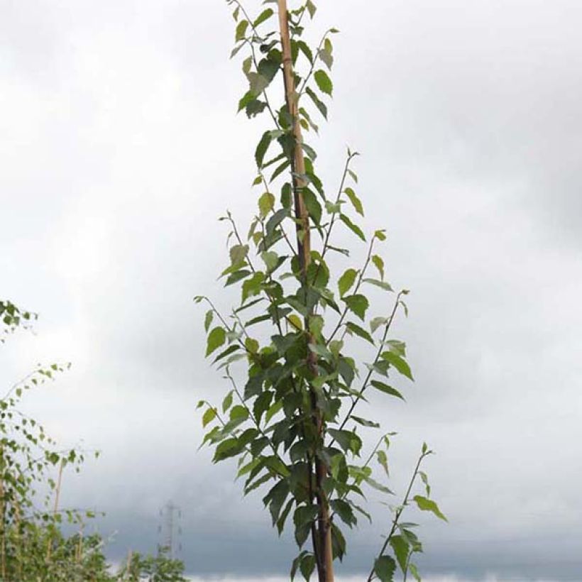 Betula albosinensis Fascination - Rote China-Birke (Laub)