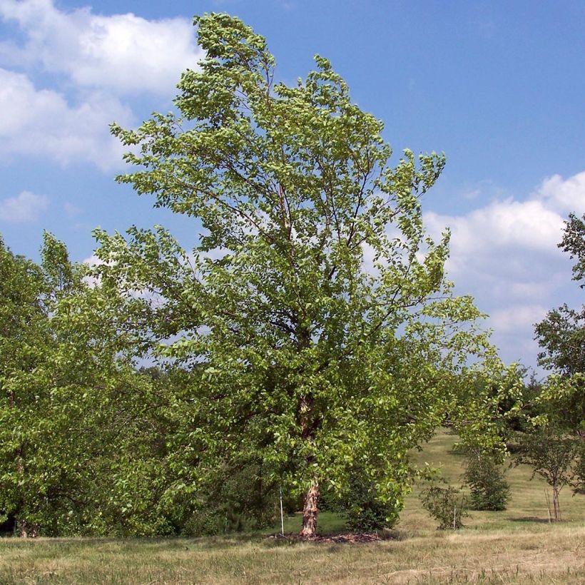 Betula nigra - Schwarz-Birke (Hafen)