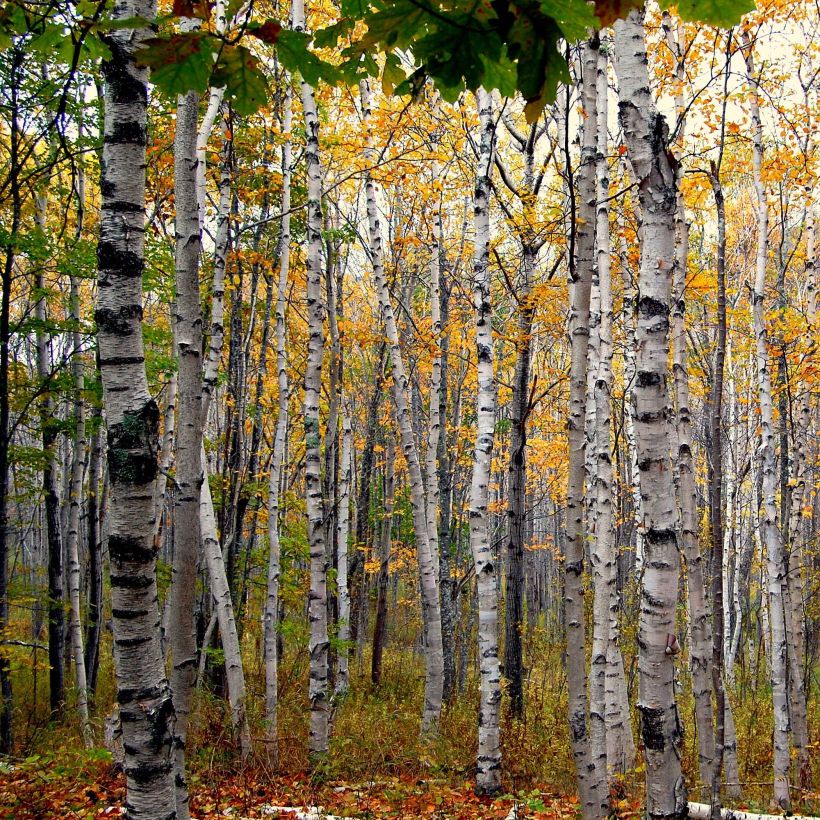 Betula papyrifera - Papier-Birke (Hafen)