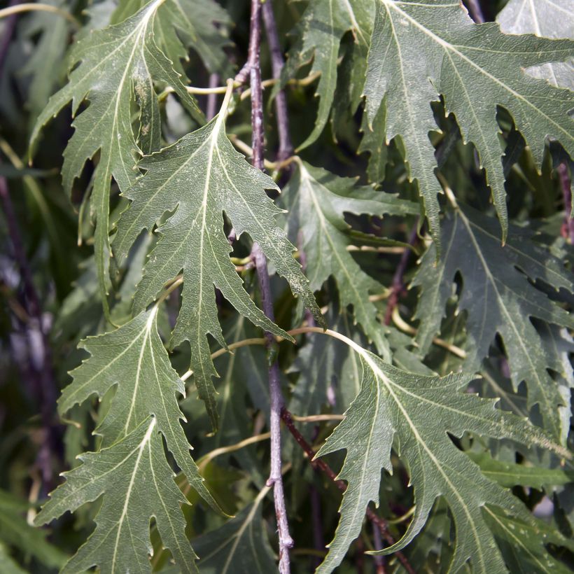 Betula pendula Crispa - Hänge-Birke (Laub)