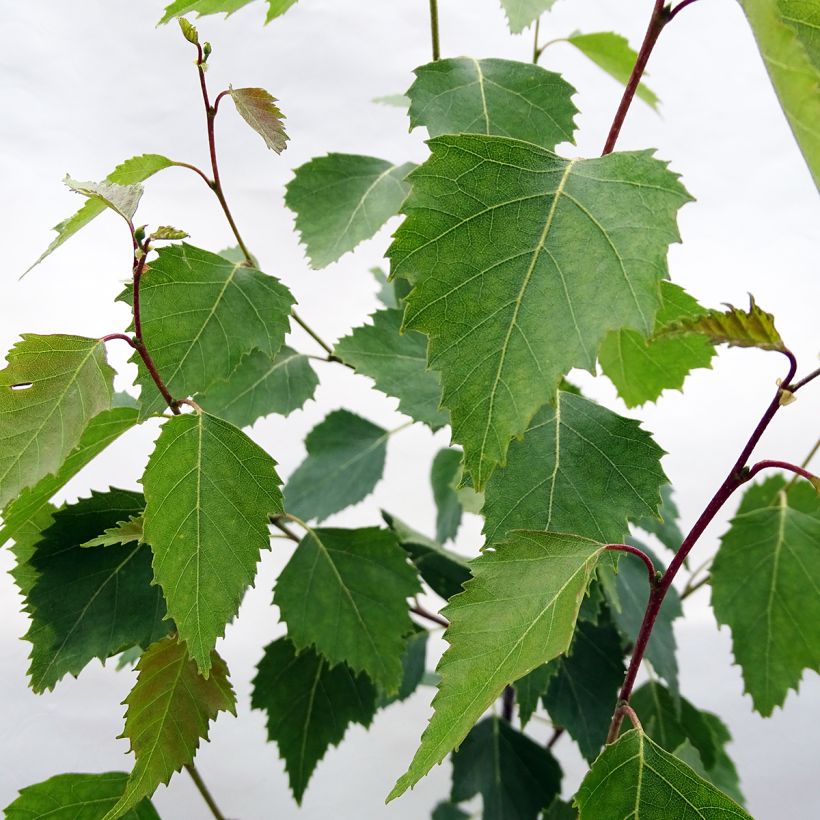 Betula pendula Fastigiata - Hänge-Birke (Laub)