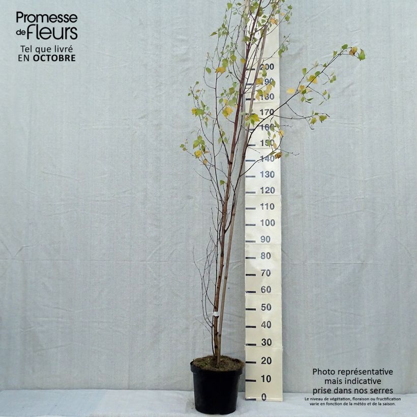 Exemplar von Betula pendula Fastigiata - Bouleau fastigié en pot de 7,5L/10L wie im Herbst geliefert