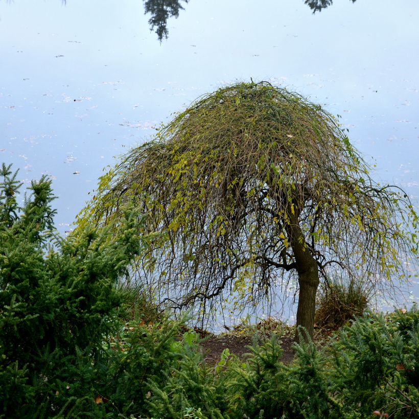 Betula pendula Magical Globe - Hänge-Birke (Hafen)