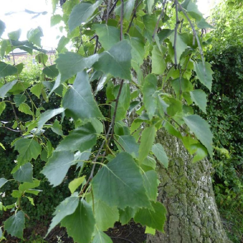 Betula pendula Tristis - Hänge-Birke (Laub)