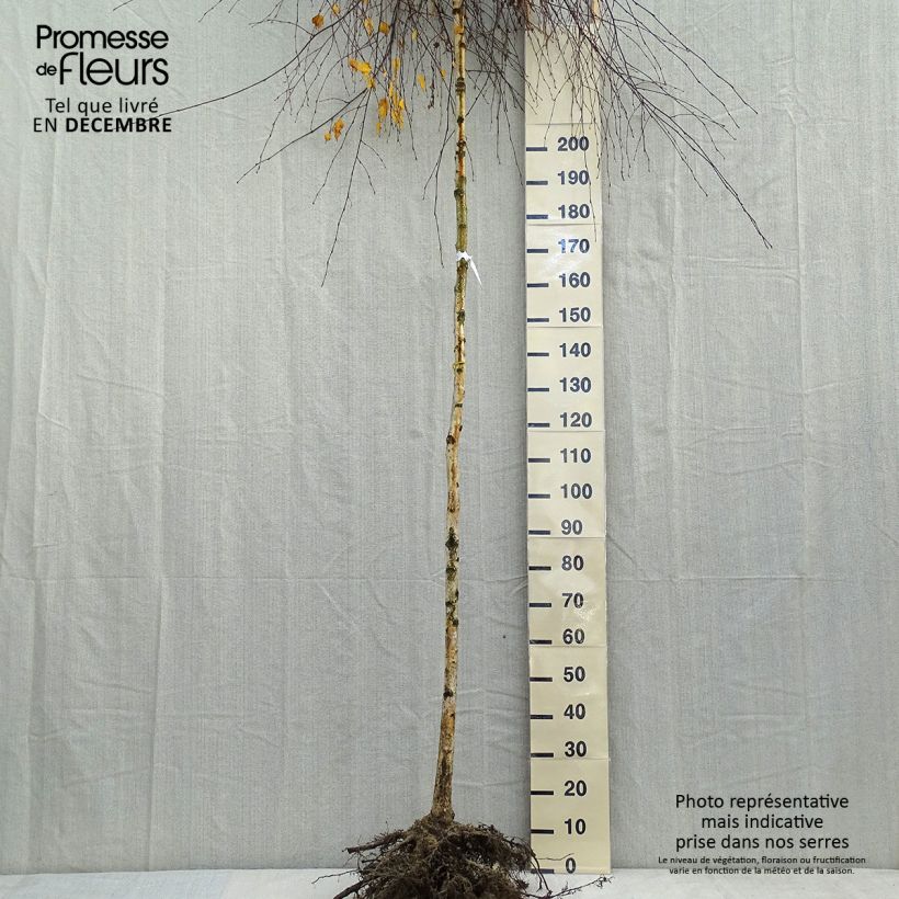 Exemplar von Betula pendula Youngii  en racines nues Tige 8/10cm - Bouleau pleureur wie im Winter geliefert