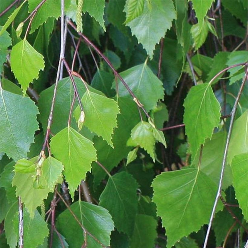 Betula pendula - Hänge-Birke (Laub)