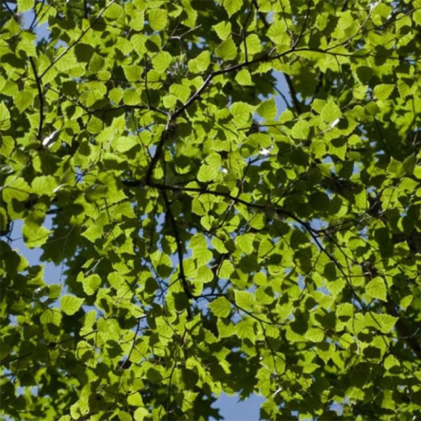 Betula pubescens - Moor-Birke (Laub)