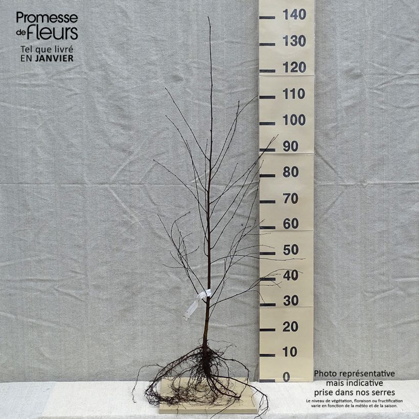 Exemplar von Betula pubescens - Bouleau pubescent Racines nues wie im Winter geliefert