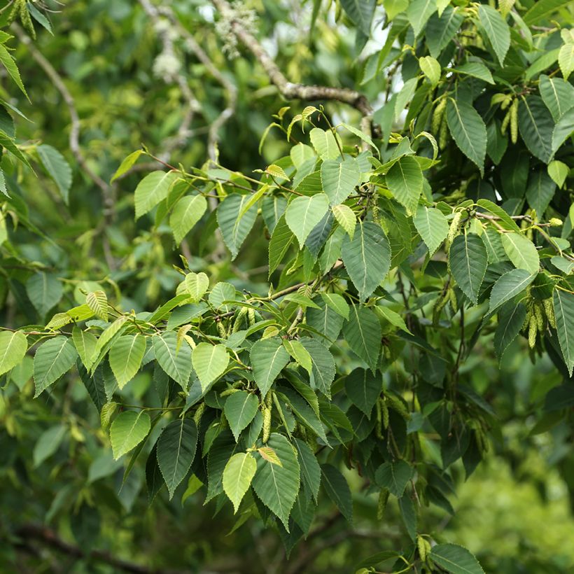 Himalaya-Birke - Betula utilis var. prattii (Laub)