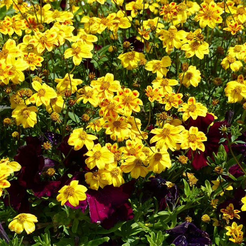 Bidens Beedance Painted Red - Zweizahn (Blüte)