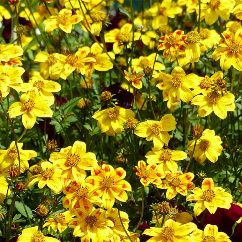 Bidens Beedance Painted Yellow - Zweizahn (Blüte)