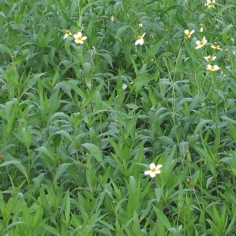 Bidens heterophylla aurea - Zweizahn (Laub)