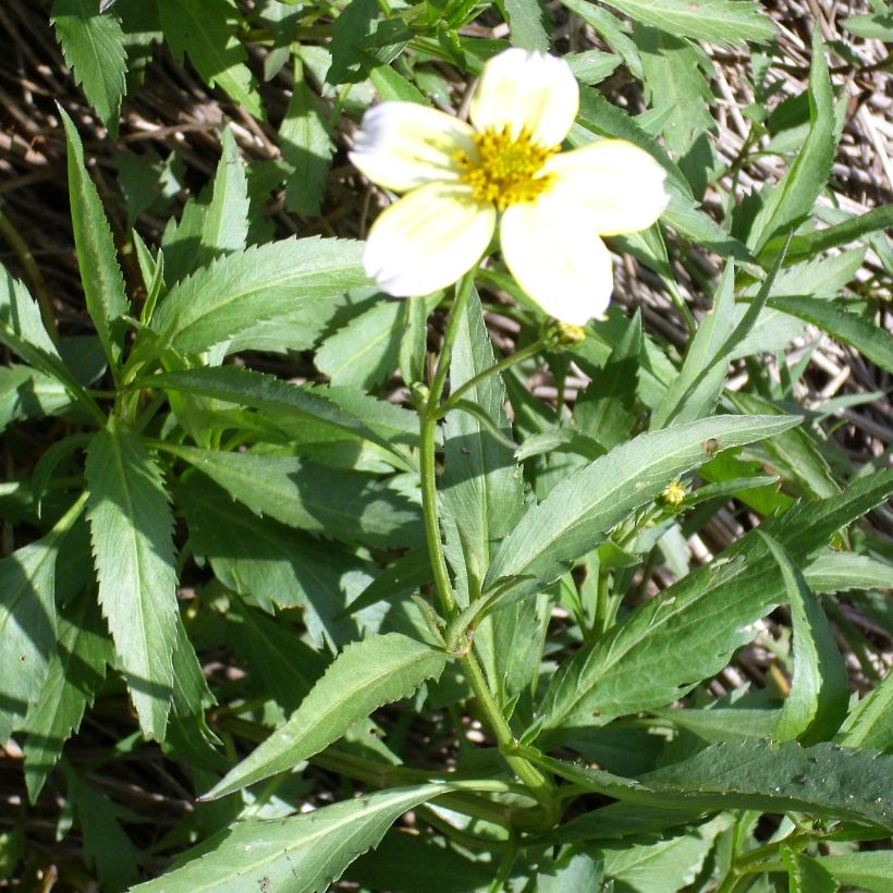 Bidens heterophylla aurea - Zweizahn (Hafen)