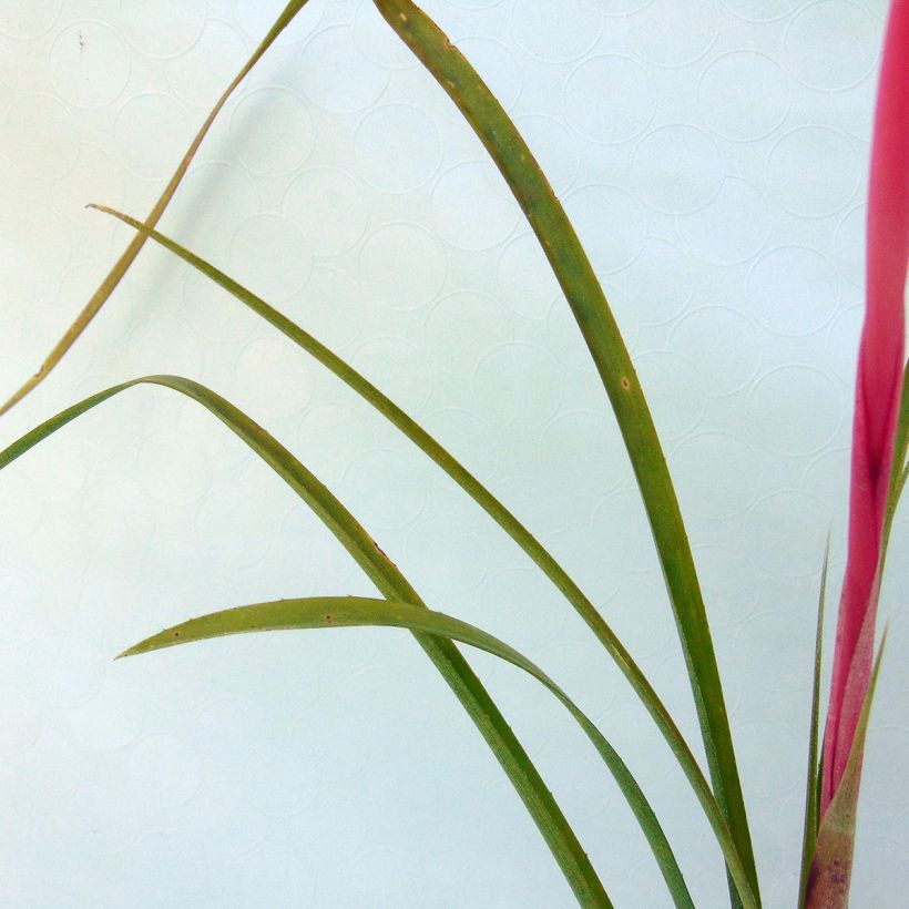 Billbergia nutans - Zimmerhanf (Laub)