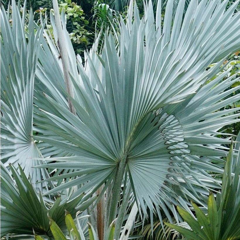 Bismarckia nobilis - Bismarck-Palme (Laub)