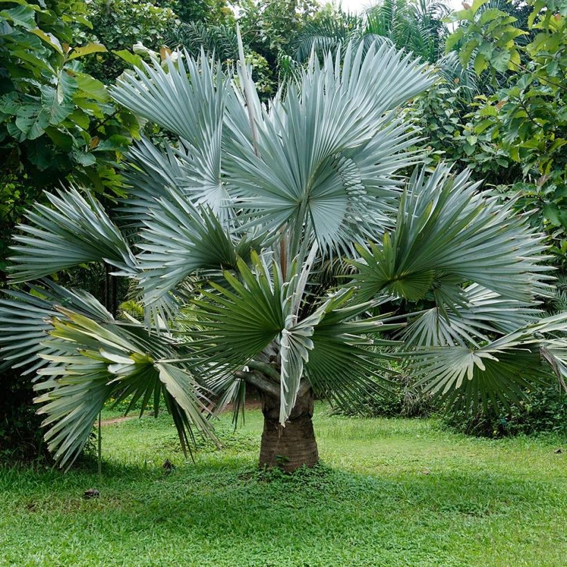 Bismarckia nobilis - Bismarck-Palme (Hafen)