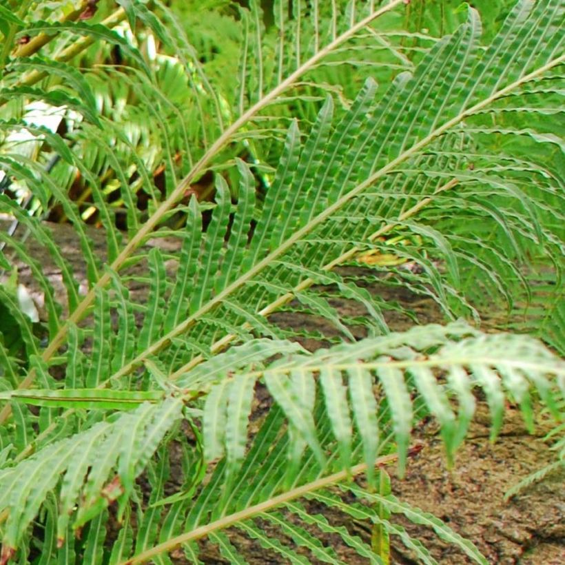 Blechnum brasiliense Volcano - Brasilianischer Baumfarn (Laub)