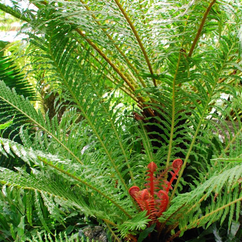 Blechnum brasiliense Volcano - Brasilianischer Baumfarn (Hafen)