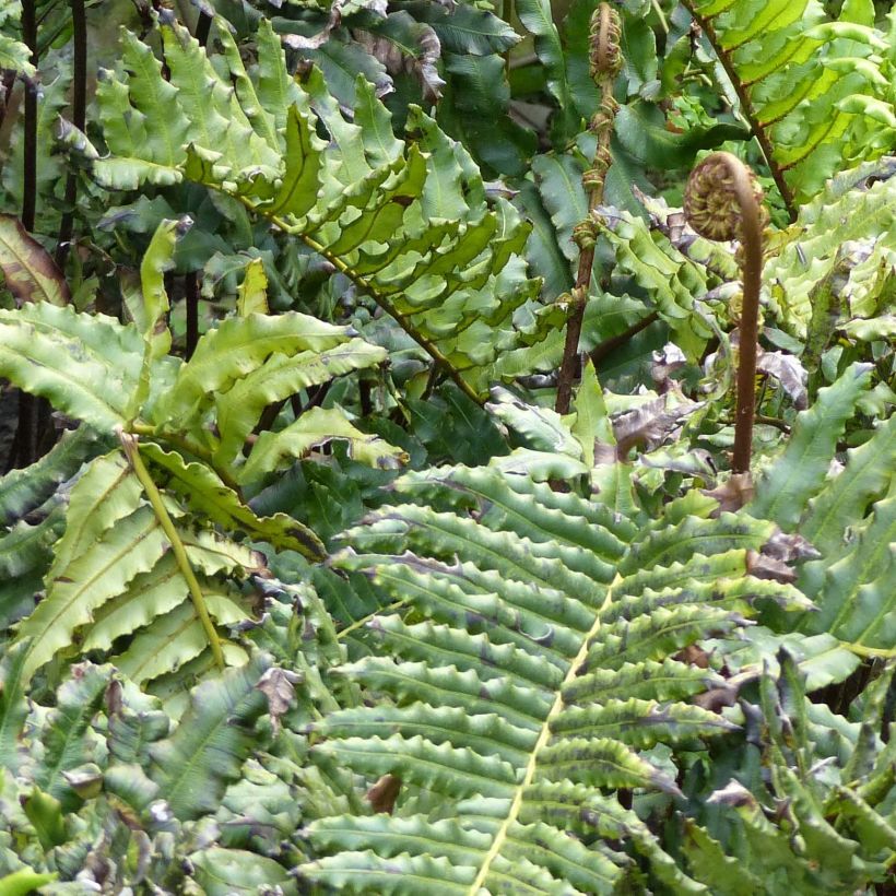 Blechnum chilense - Palmblatt-Farn (Laub)