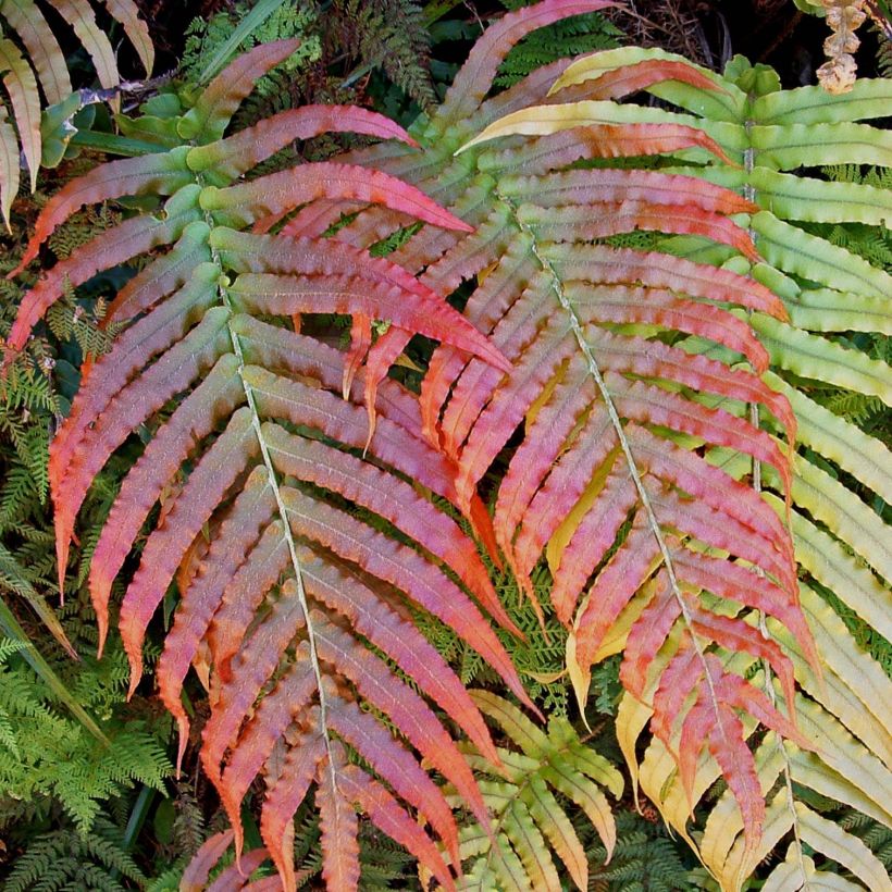 Blechnum novae-zelandiae - Neuseeland-Kammfarn (Laub)