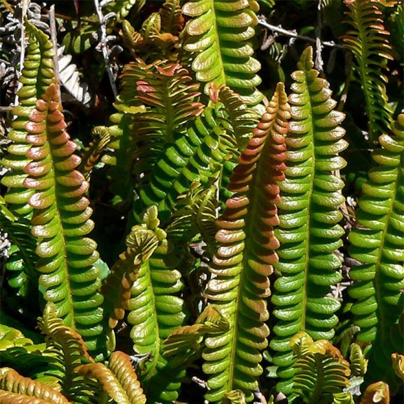 Blechnum penna-marina - Seefeder Rippenfarn (Laub)