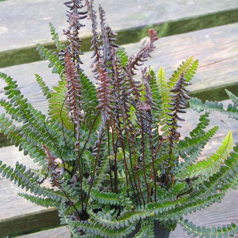 Blechnum penna-marina - Seefeder Rippenfarn (Hafen)