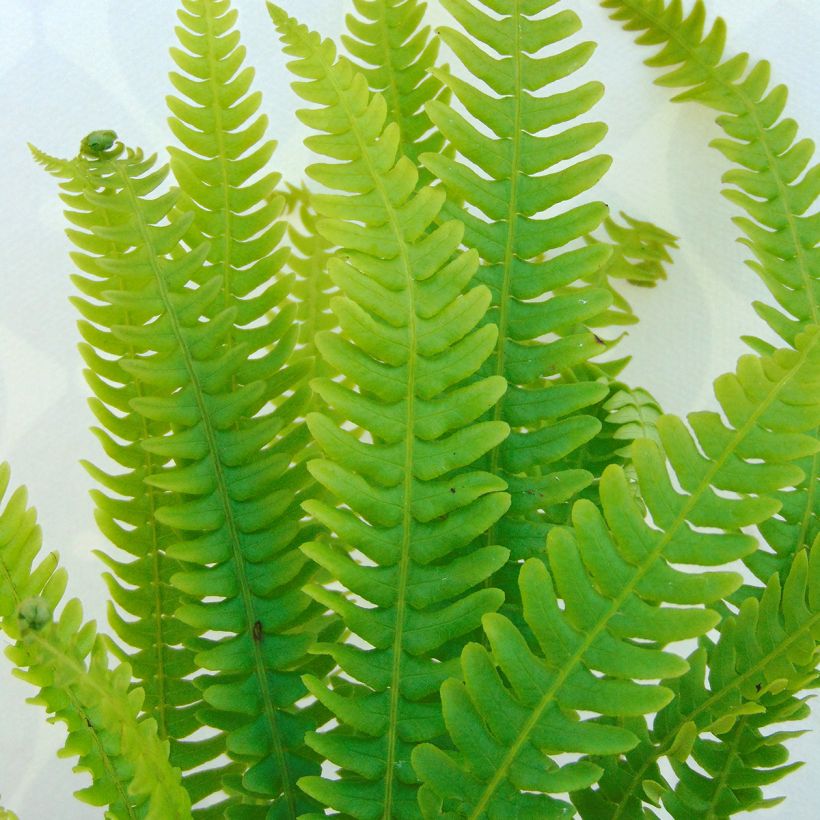 Blechnum spicant - Rippenfarn (Laub)