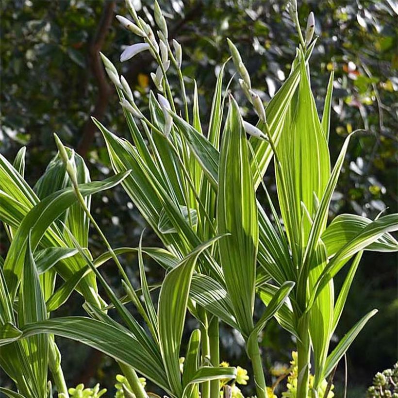 Bletilla striata Alba Variegata - Japanorchidee (Laub)