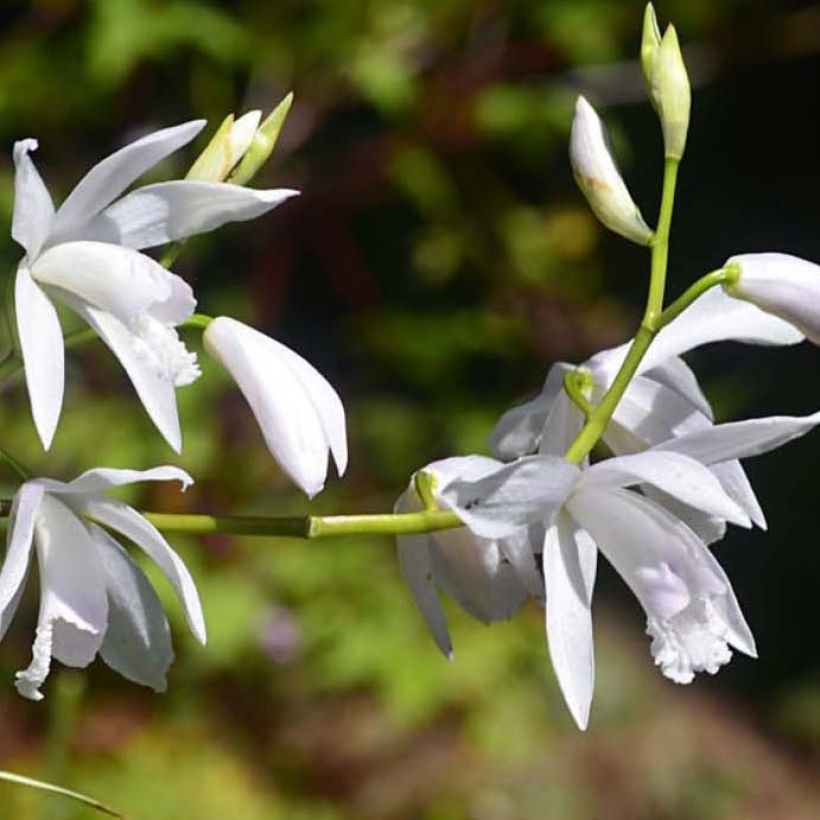 Bletilla striata Alba Variegata - Japanorchidee (Blüte)