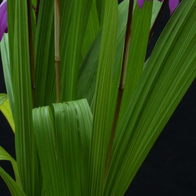 Bletilla striata Marcel Clapdrop - Japanorchidee (Laub)