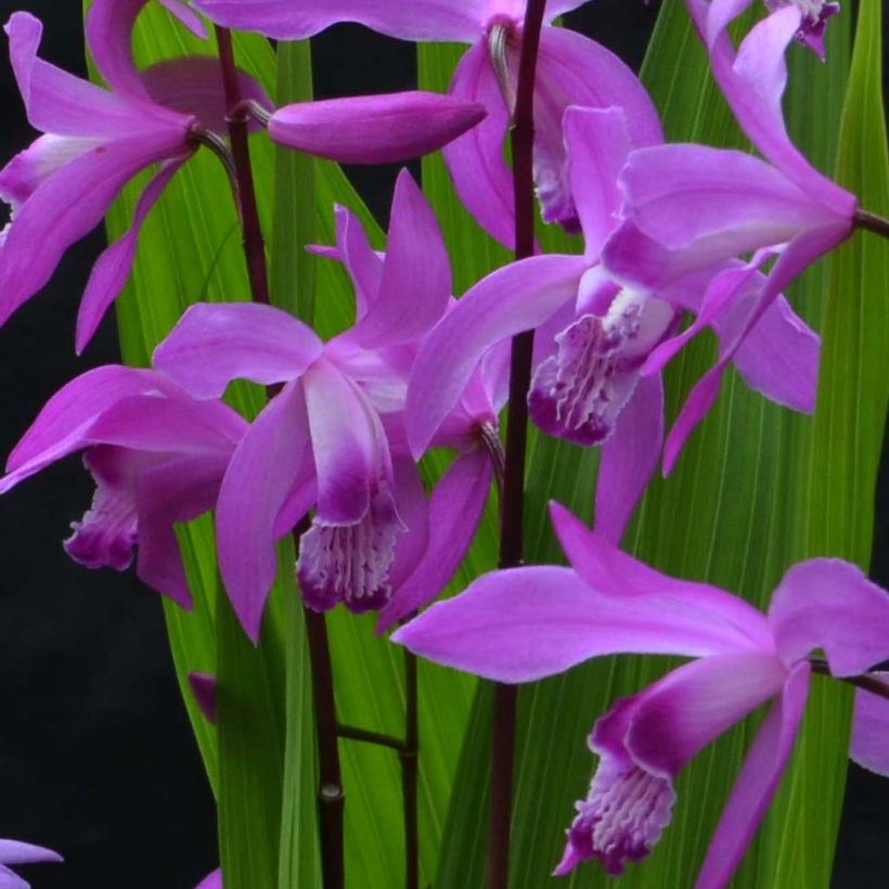 Bletilla striata Marcel Clapdrop - Japanorchidee (Blüte)