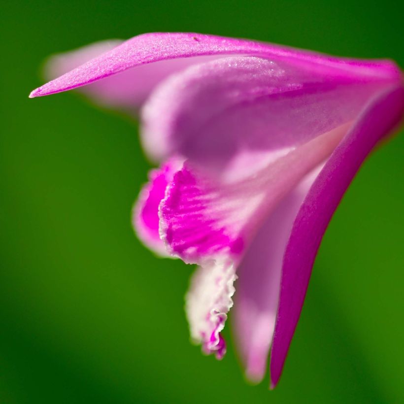 Bletilla striata Shi-ran - Japanorchidee (Blüte)