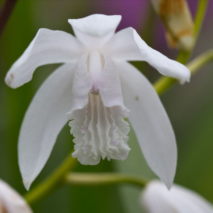 Bletilla striata f. gebina - Japanorchidee (Blüte)