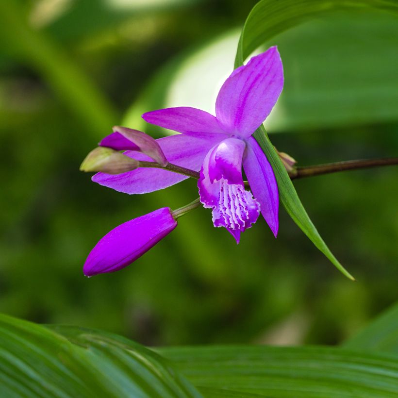 Bletilla striata Purple - Japanorchidee (Blüte)