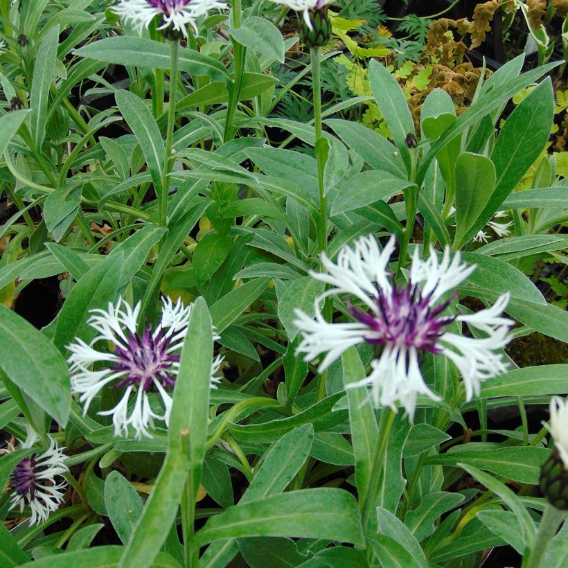 Berg-Flockenblume Purple Heart - Centaurea montana (Laub)