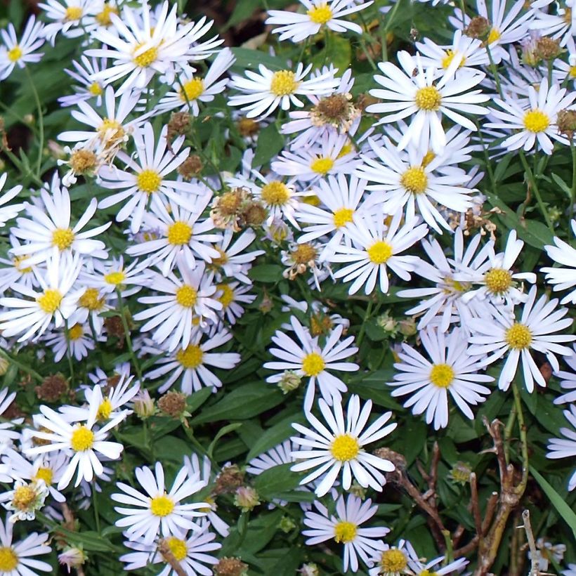 Boltonia asteroides Latisquama - Scheinaster (Laub)