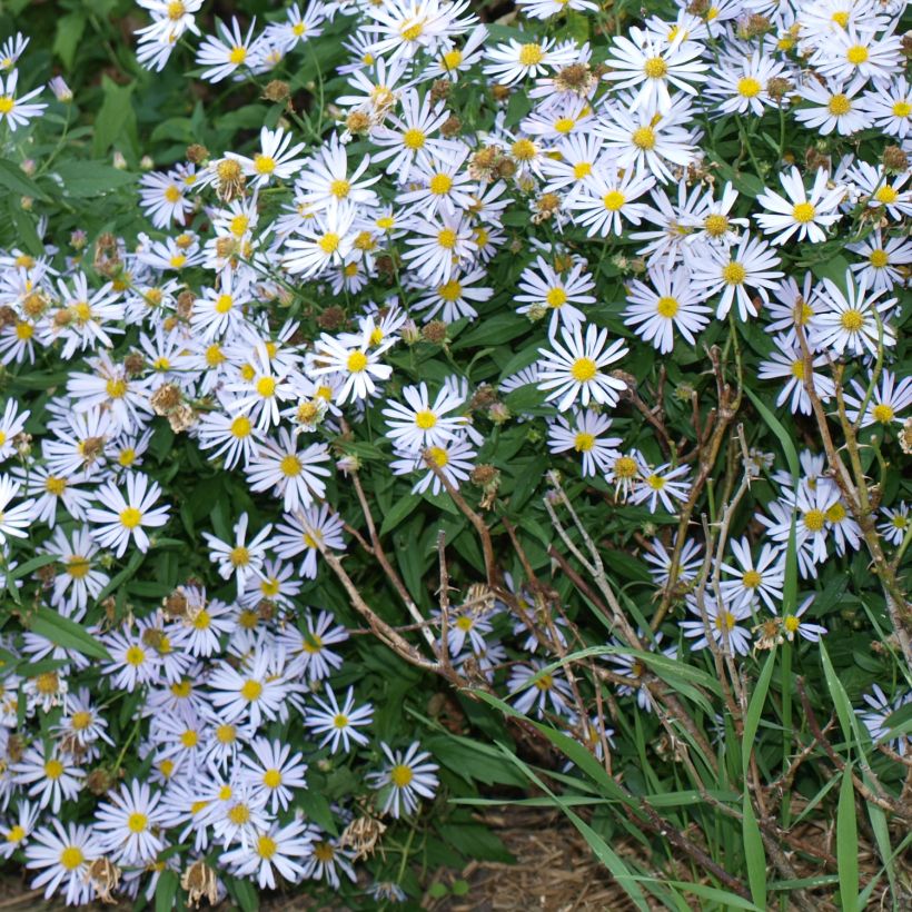 Boltonia asteroides Snowbank - Scheinaster (Hafen)