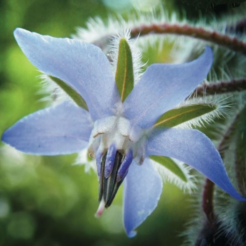 Borretsch - Borago officinalis (Blüte)