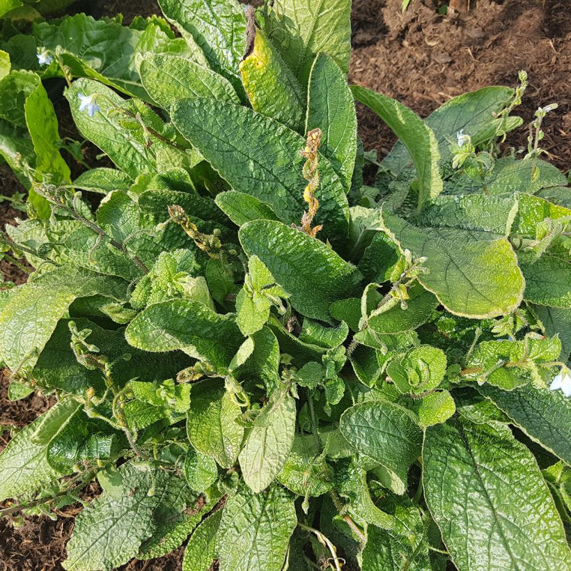 Zwerg-Borretsch - Borago pygmaea (Hafen)