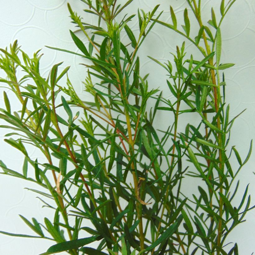 Boronia heterophylla (Laub)