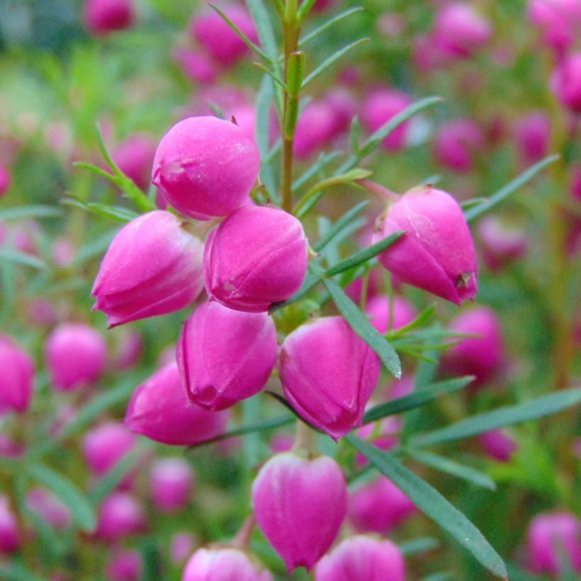 Boronia heterophylla (Blüte)